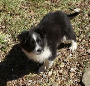 BON Scott - the most beautiful dog BON Scott - the most beautiful dog